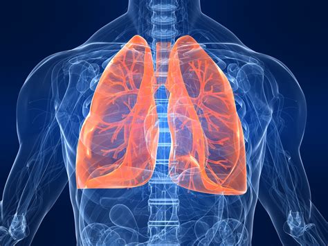 Lungs Facts Function And Diseases Live Science