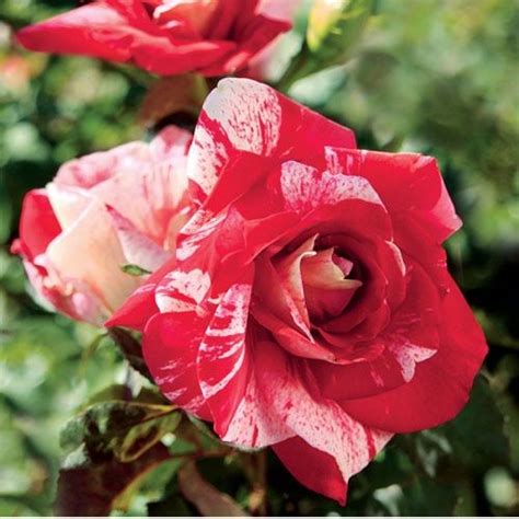 Grandiflora Roses Louies Nursery And Garden Center Riverside Ca