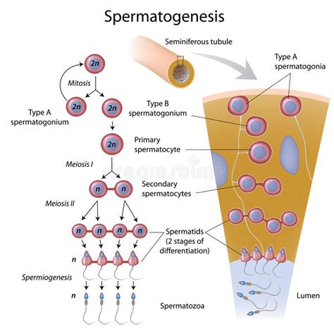 Spermatogenesis Process Of Sperm Production In Male Seminiferous