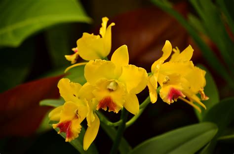 Free Images Blossom Flower Tropical Botany Yellow Flora