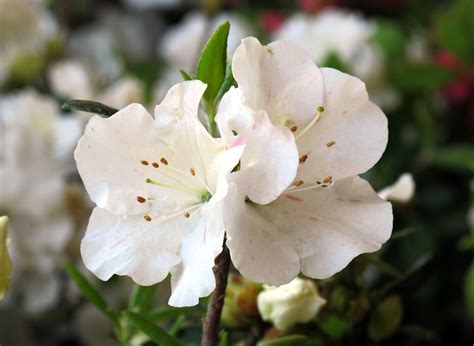 Other inspiration for names can be found by looking at the sign of the zodiac (for seasonal designs). WHITE SPRING FLOWERS