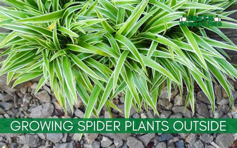 Growing Spider Plants Outside The Ultimate Guide