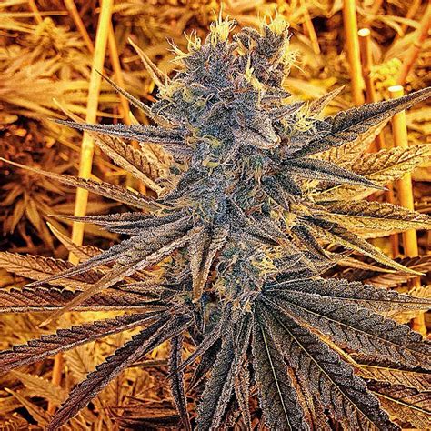 Crystal Blue from Exotic Genetix | strains.io | cannabis marijuana