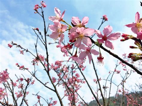 Cherry Blossoms Yangmingshan National Park In Taiwan Altheas Adventures