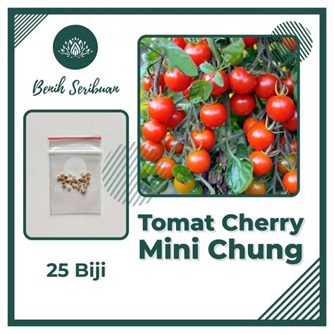 Benih Tomat Cherry Merah Mini Chung Bibit Chery Tanaman Hias Ceri