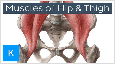 Muscles Of The Hip And Thigh Human Anatomy Kenhub Youtube