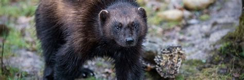 Wolverine Banff National Park