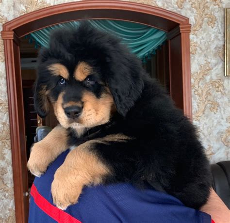 Tibetan Mastiff For Sale In The City Of Москва Russian Federation