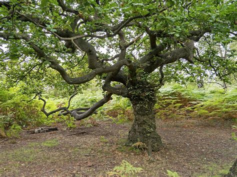 Oak Tree With Spreading Branches Green Summer Foliage 3440360 Stock