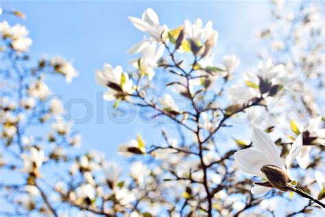 White Magnolia Flowers Stock Image Colourbox