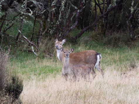 Sika Deer · New Zealand Safaris