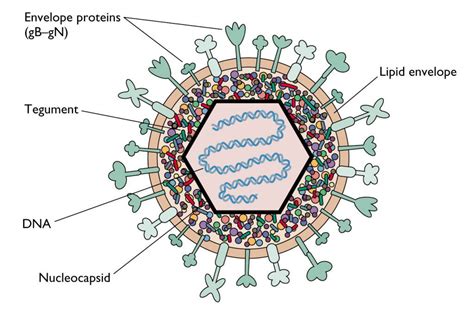 Virus Generalità E Caratteristiche Peculiari Di Entità Biologiche