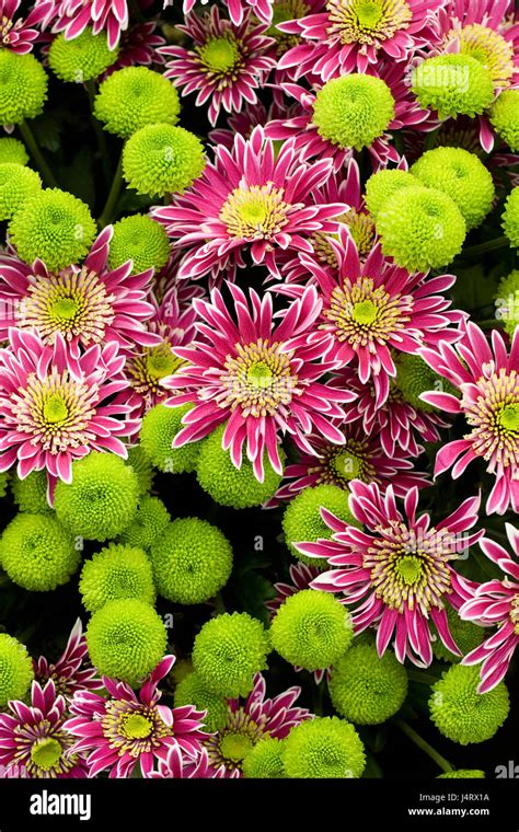 Chrysanthemum Feeling Green Dark Hi Res Stock Photography And Images