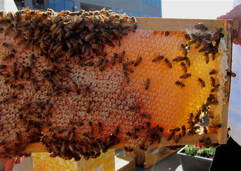 Restaurants And Bees Get Buzzed On Dishes Drinks With