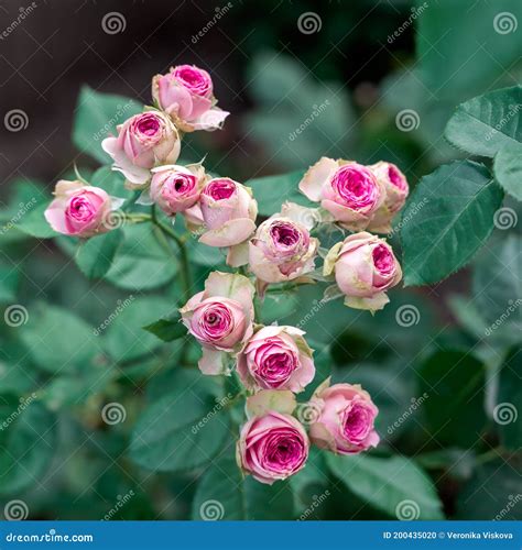 Close Up Bouquet Of Pink Blooming Rose Bush Called Mimi Eden A Pink