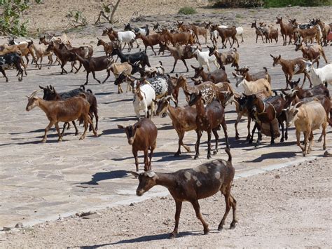 Free Images Arid Desert Flock Dry Wildlife Herd Fauna Goats