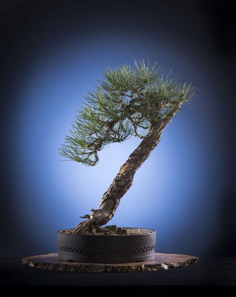 Pinus Ponderosa Pine Bonsai Colorado Rocky Mountain Bonsai Suiseki