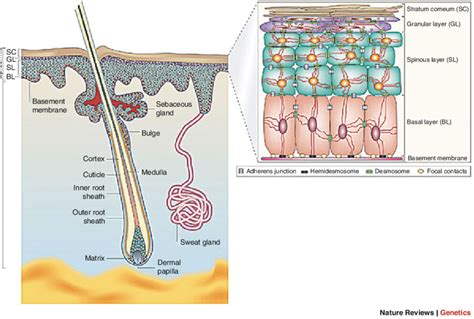 Epidermis Structure Cell And Layers Of A Human Skin