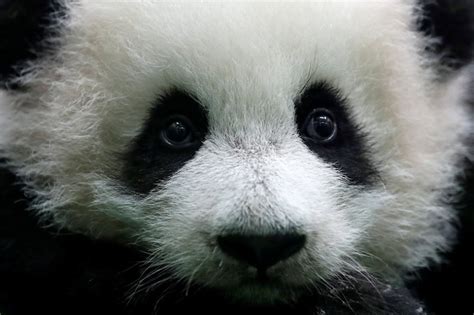 Second Fluffy Baby Panda Makes Debut At Zoo Negara And We