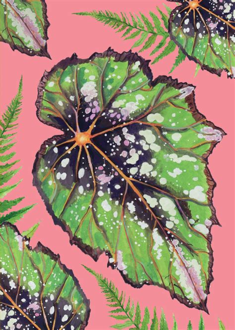 Houseplant Bold Begonia Art Print By Rocket 68 In 2022 Begonia Art