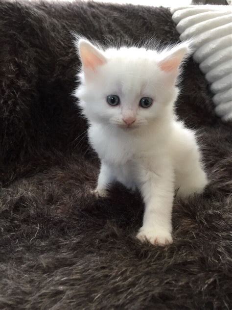 Turkish Angora Kittens 2 Males For Sale In Cheltenham