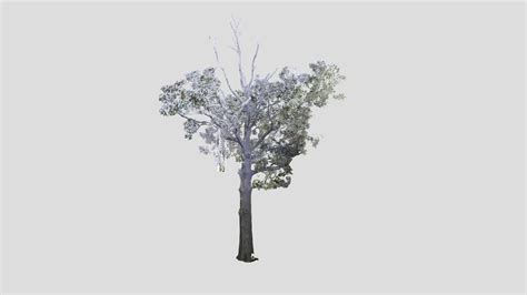 Tree Point Cloud Buy Royalty Free 3d Model By Magnumopus Tree