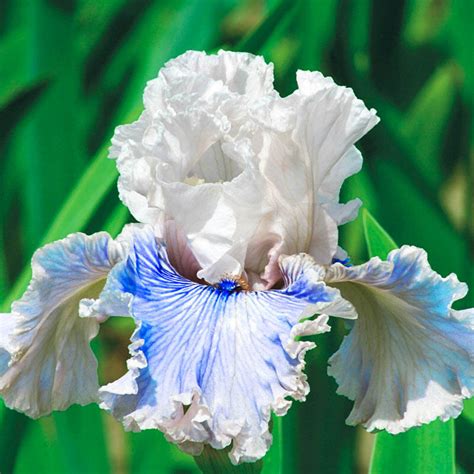 Shop Haunted Heart Bearded Iris Sun Perennials Brecks