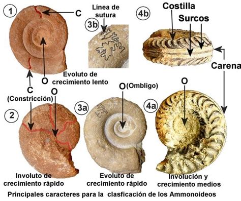 Fósiles Ammonites Álbum De Ammonites Región De Murcia Digital