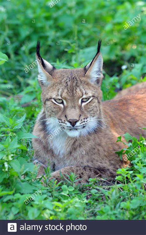 Altai Lynx Eurasian Lynx Lynx Lynx Wardi Eurasischer Luchs