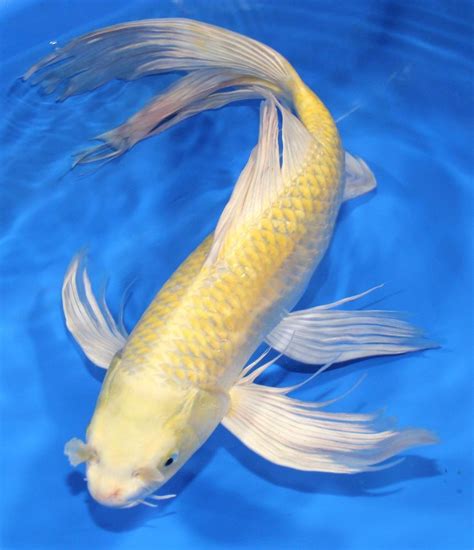 Live Koi Fish 16 Yellow Ogon Yamabuki Butterfly Koibay Koi Fish