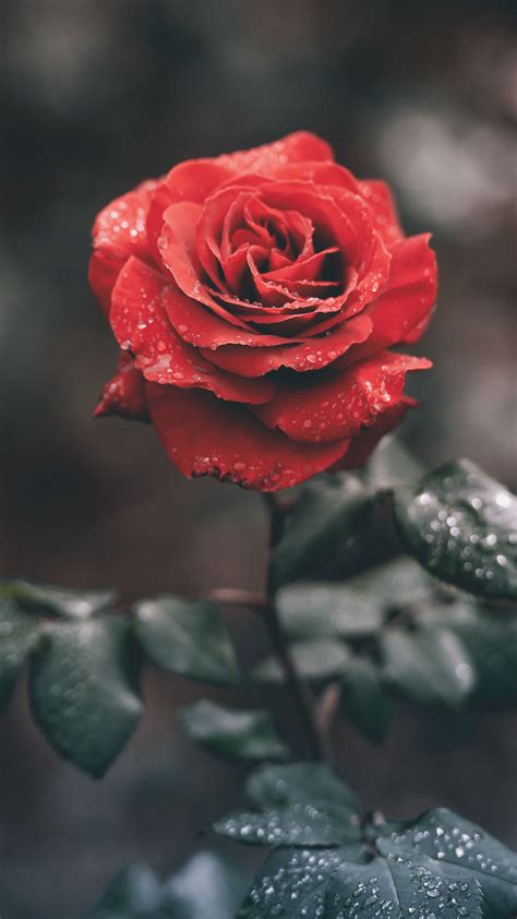 Incomparable Rose Aesthetic Wallpaper Desktop You Can Get It Free Of