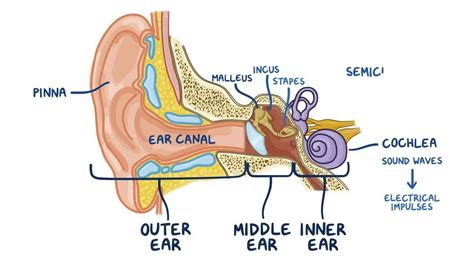 Tinnitus What Is It Causes Treatment And More Osmosis