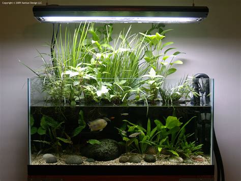 A Riparium With The Best Of Both Worlds Fish Tank Plants Aquarium