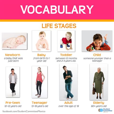 Vocabulary Stages Of Life Study English Grammar English Talk