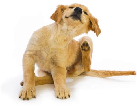 12 Itch Relief Remedies For Your Dog Sweet Carolina Doodles