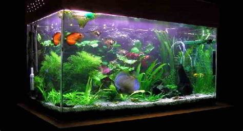 Bagi yang berminat silahkan datang. Gambar Aquarium Ikan Hias Air Tawar Model Terbaru | Aneka Budidaya