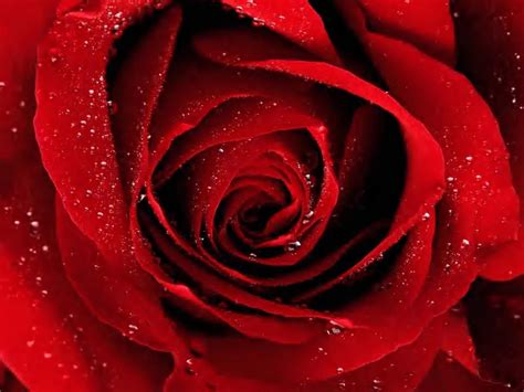 Red Rose Wallpapers Red Flowers Hd Pictures One Hd Wallpaper