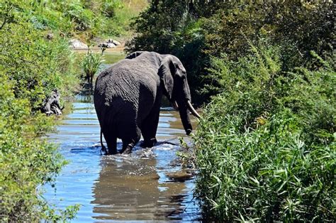 Elefante En La Sabana Africana Masai Mara Foto Premium