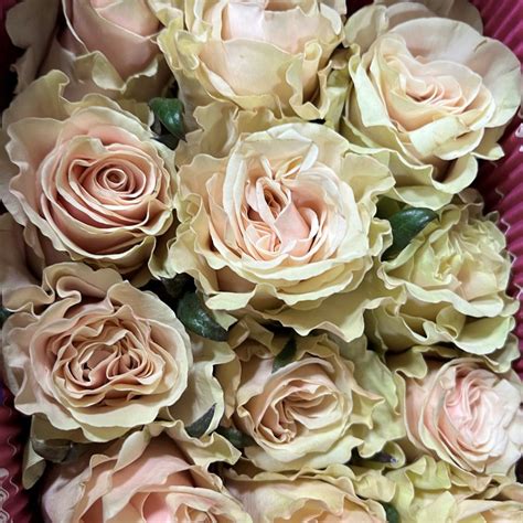 Wholesale Flowers Pink Mondial Roses Fabulous Florals