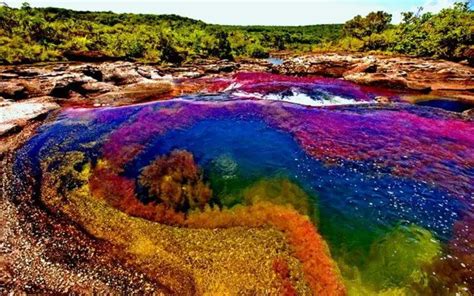 The Rainbow River Of Colombia The Rive Of Five Colors Colombia