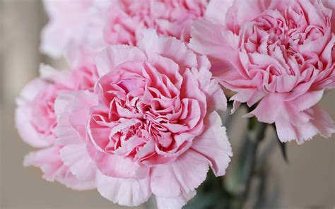 Light Pink Carnations Flower Mac Wallpaper Download Allmacwallpaper