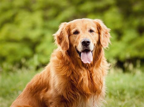Which Dog Breed Is Right For Me