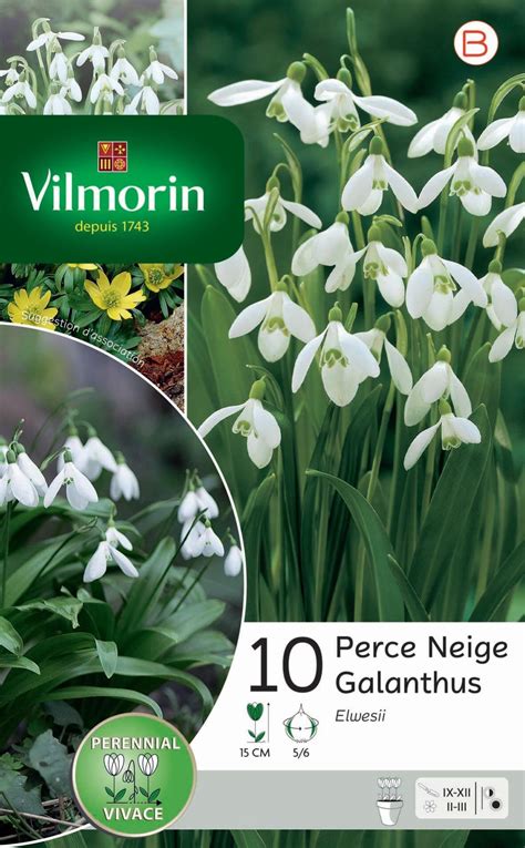 10 Bulbe Florale Galanthus Blanc Leroy Merlin