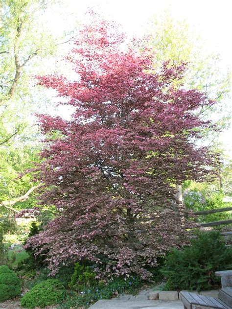 Tri Color Beech A Few Of This Years Pix Outdoor Gardens Landscape