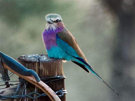 Birds Kalahari Trails