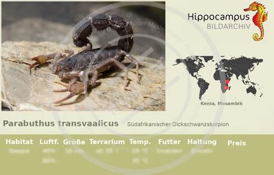 Wie alle skorpione ist auch der schwarze thaiskorpion ein nachtaktives tier. Etiketten von Parabuthus transvaalicus