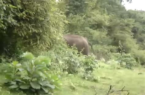 An Elephants Roar Is Probably The Most Terrifying Sound Ever