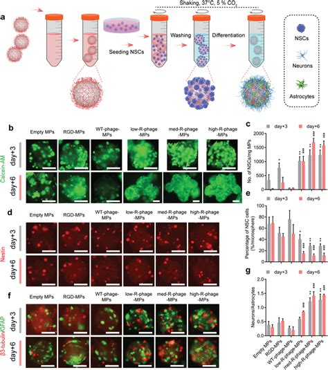 Characterization Of Proliferation And Differentiation Of NSCs Adhered