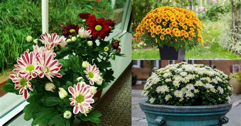 How To Grow Chrysanthemums In Pots