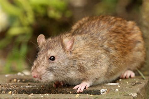 How To Get Rid Of Rats In Your Garden Without Poison Or Traps Better